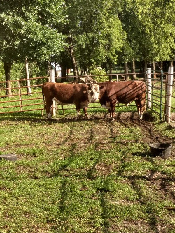 IMG_20180627_182749676_HDR