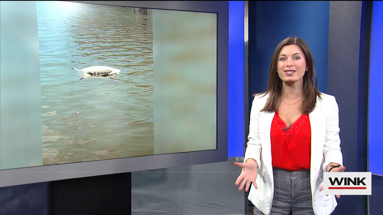 05.30 - 04.00.00 - WINK News @ 11PM Saturday. Local news, sports and ...(1).ts_snapshot_03.03_[2021.