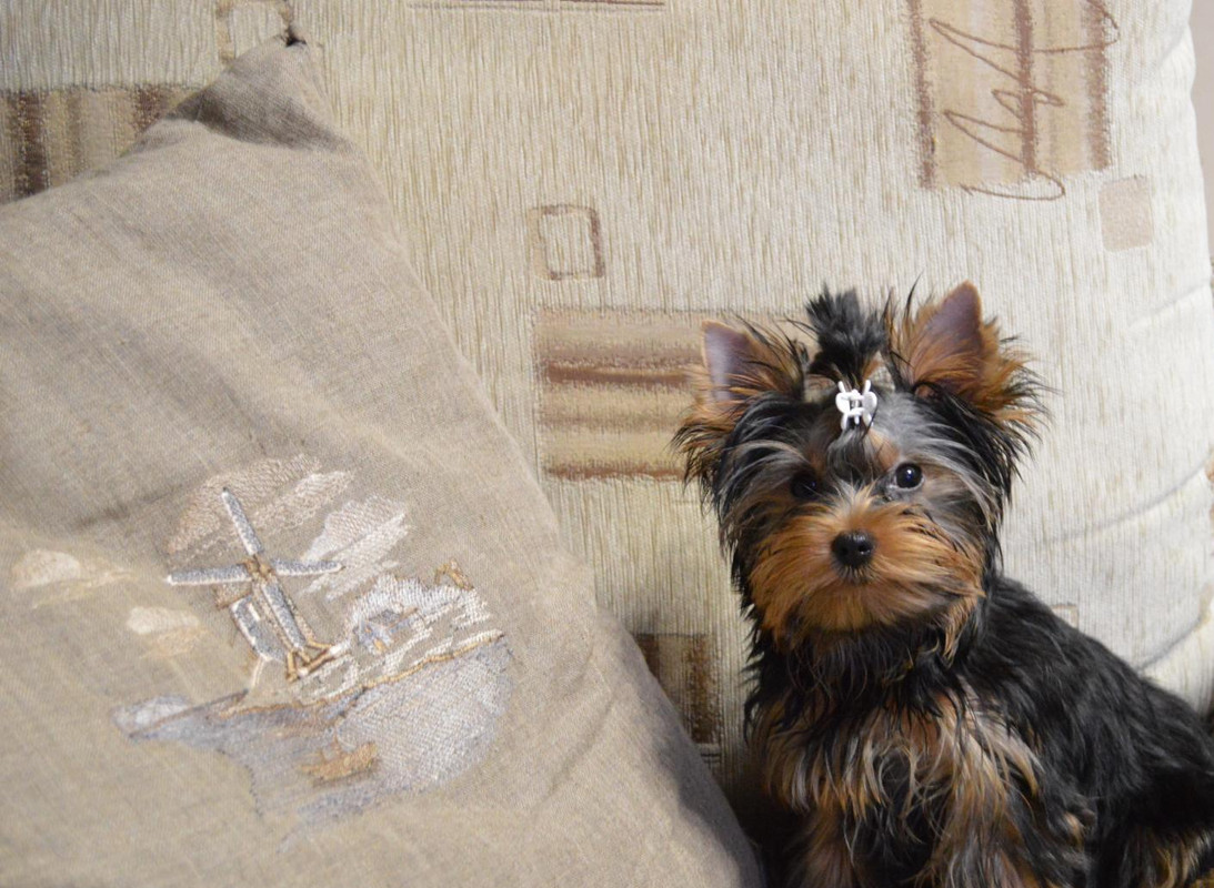 йорк с вышивкой мой