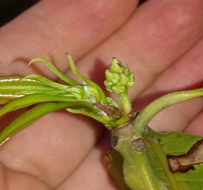 IMG_20250205_182134056~2