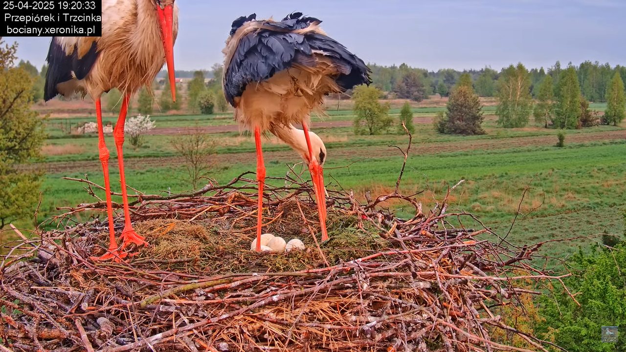 25042025bociany23