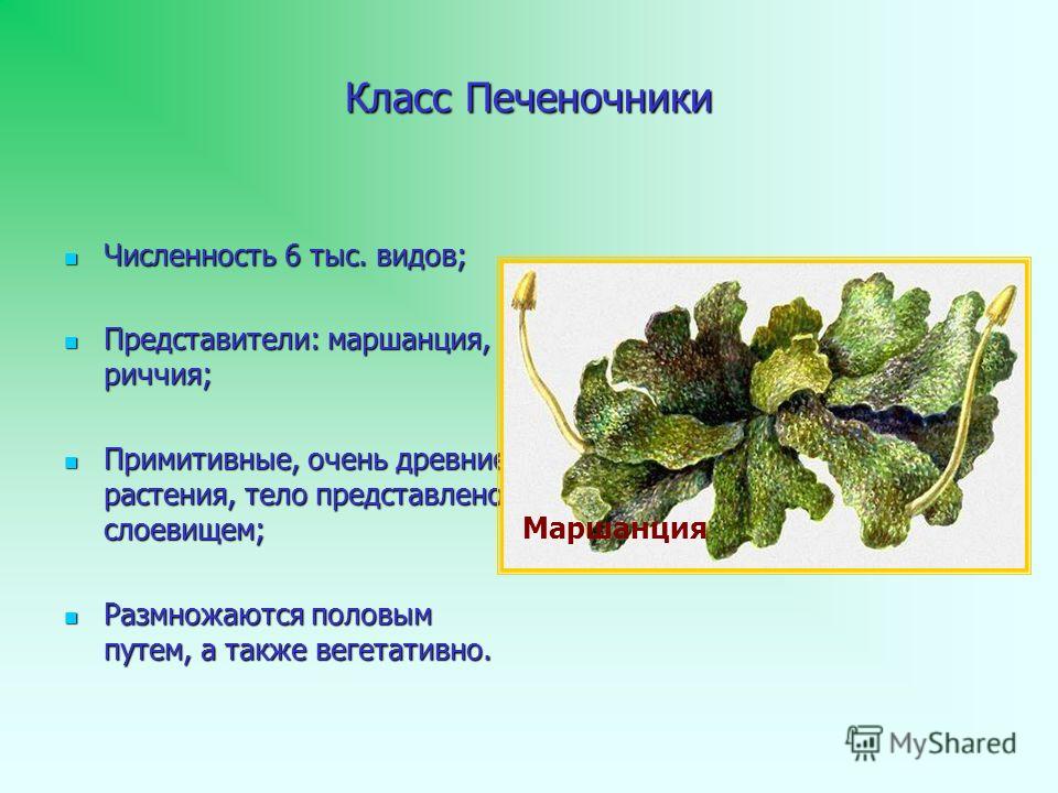 Особенности детектирования Черенковских излучений в экспериментах высоких энергий