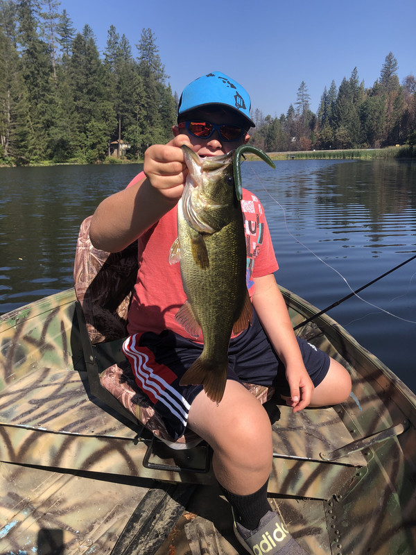 Brandon madrone 2