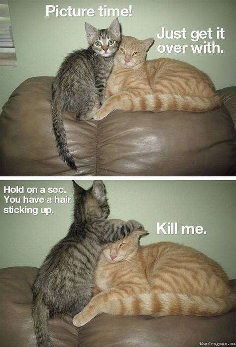 Cat Humor #8