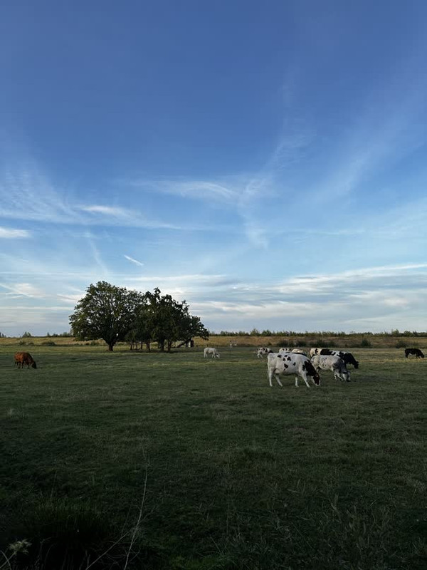 nature,cows