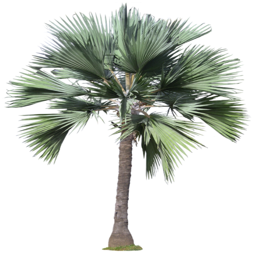 Palm2