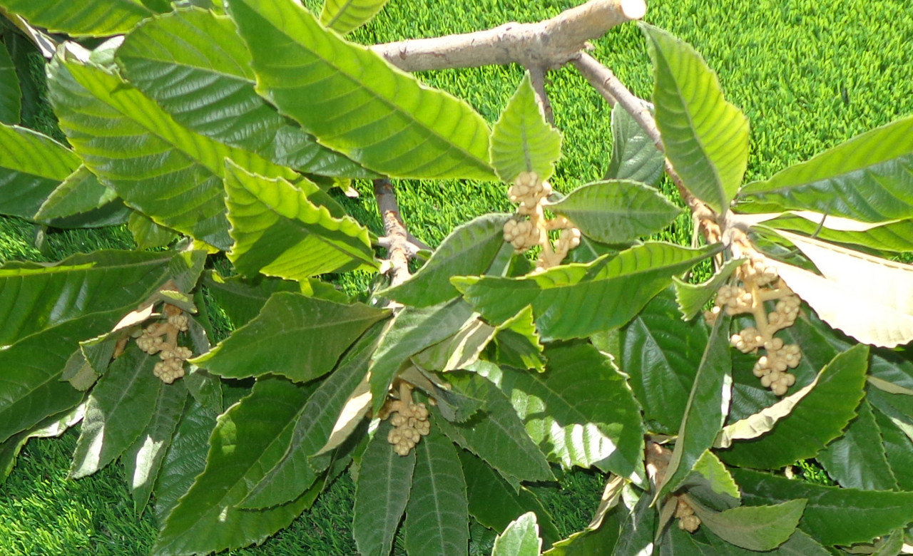 Melissa-Tree-Trim-5(Flowers)