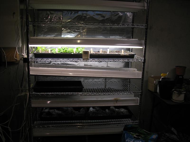 Sprouting Plants 03.10.2018  (3)