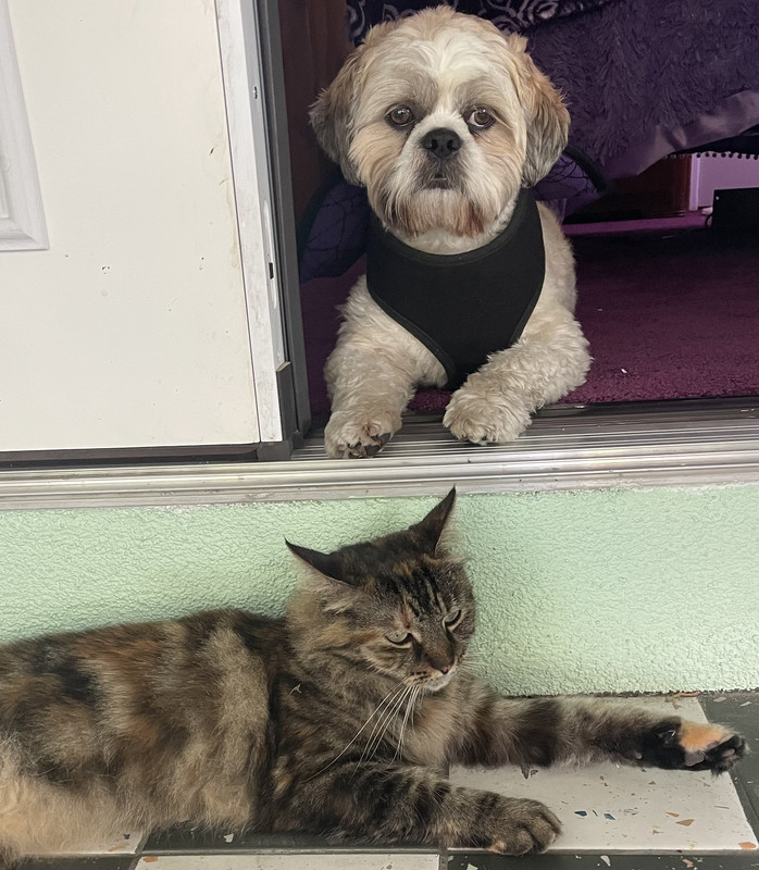 C54BD307-4DBC-47EF-908A-D9D524FF3C74_1_201_a