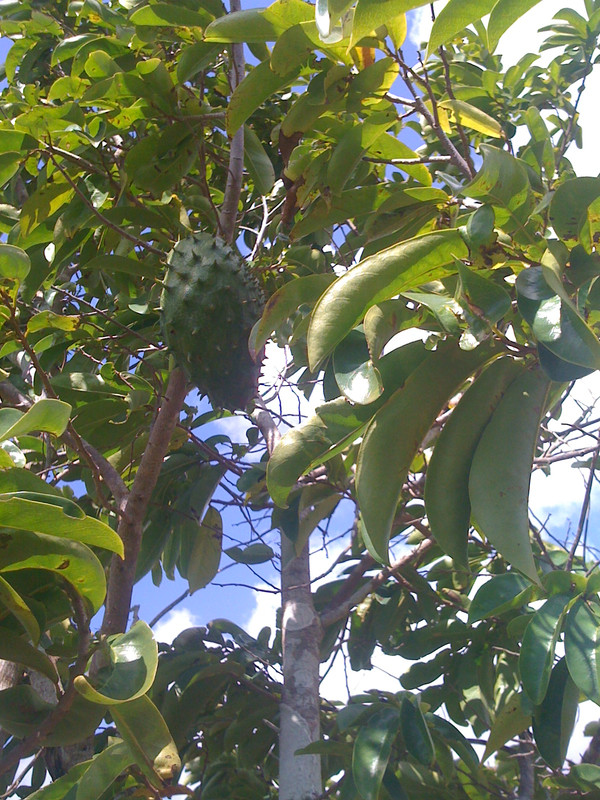 mombasa2012 032