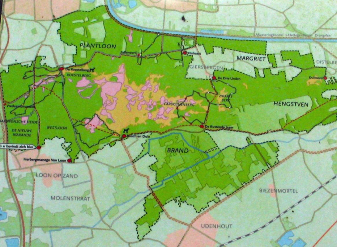 houtkap amerikaanse eik loon op zand  (1)