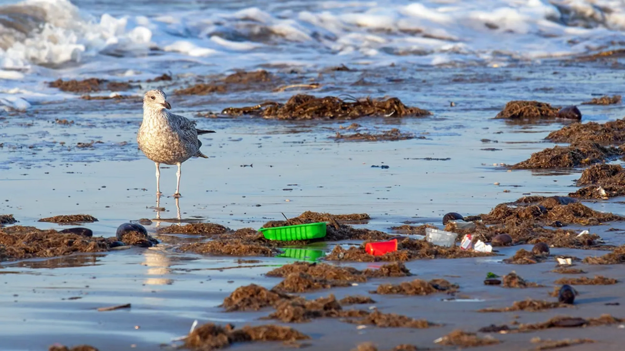 Enfermedad plasticosis provoca la muerte de millones de animales cada año