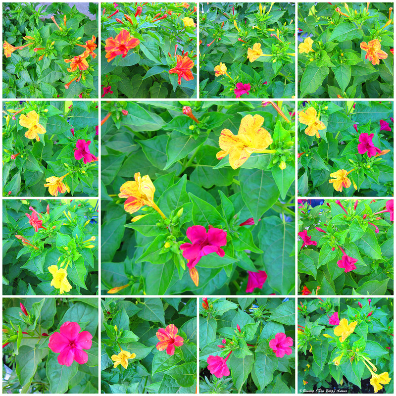 городские цветы7-6