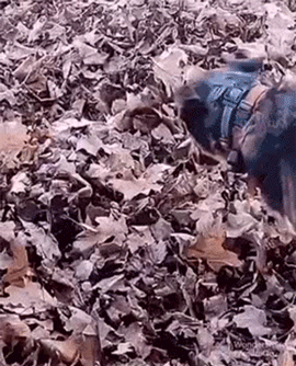 89.gif