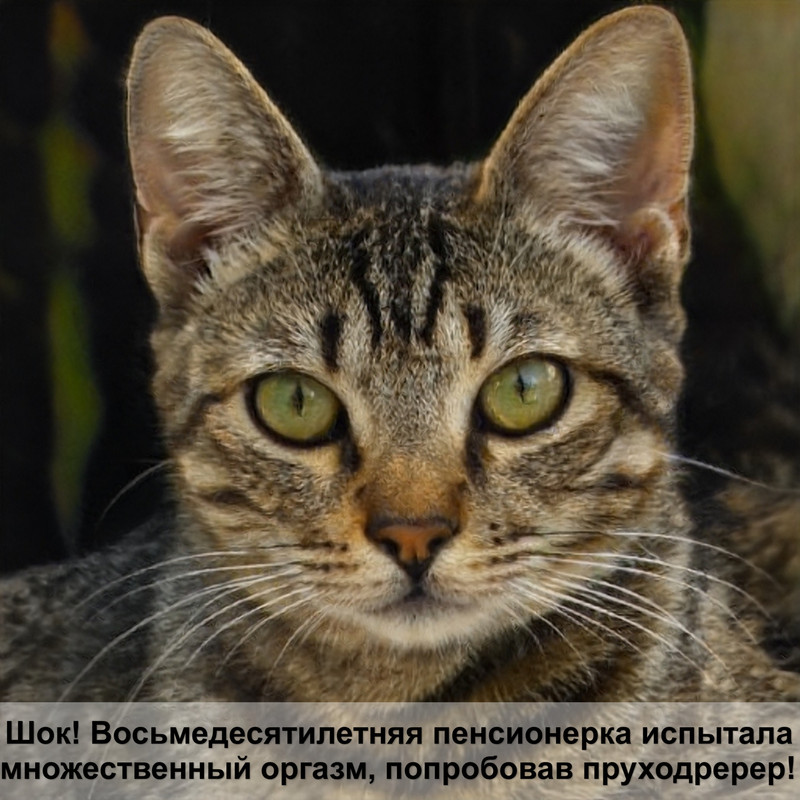 какой нос у здоровой кошки