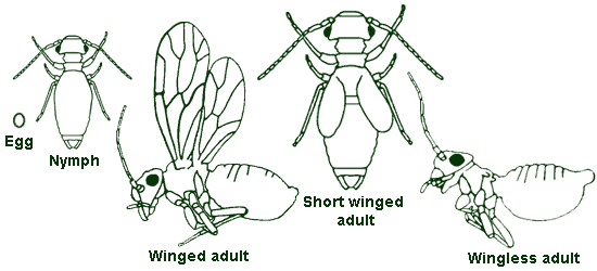 psocoptera-cycle-eng