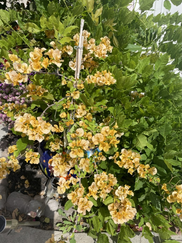 1259D9EA-2BE6-46AD-9CCF-BCBCA7D875AA_1_105_c