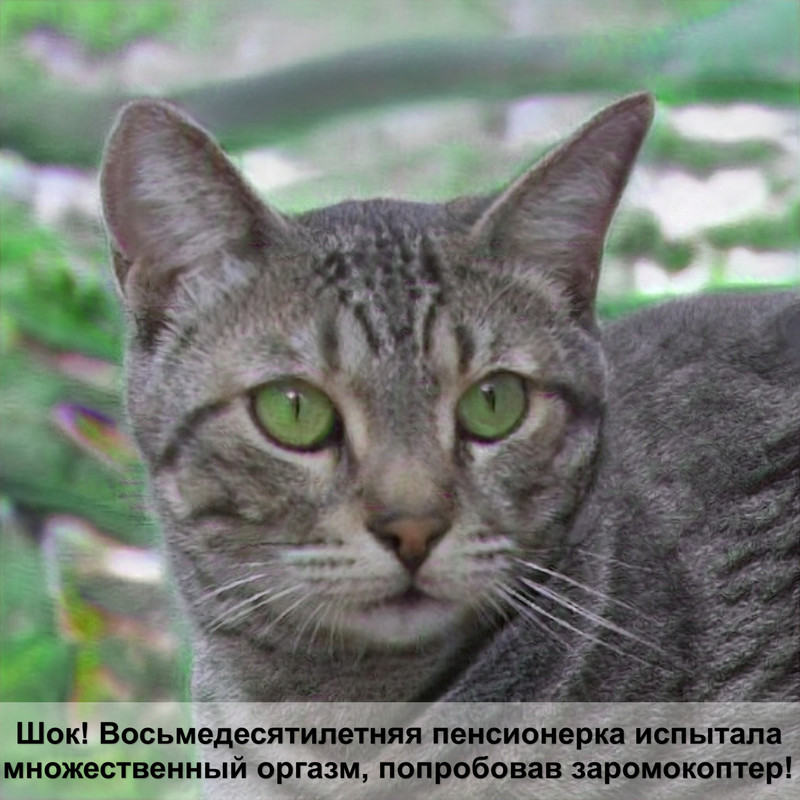 необычные породы кошек