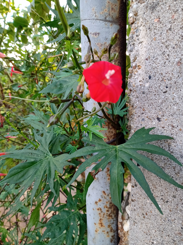 IMG_20220929_075252283