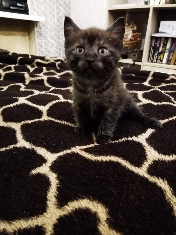 WhatsApp Image 2020-08-06 at 10.03.25