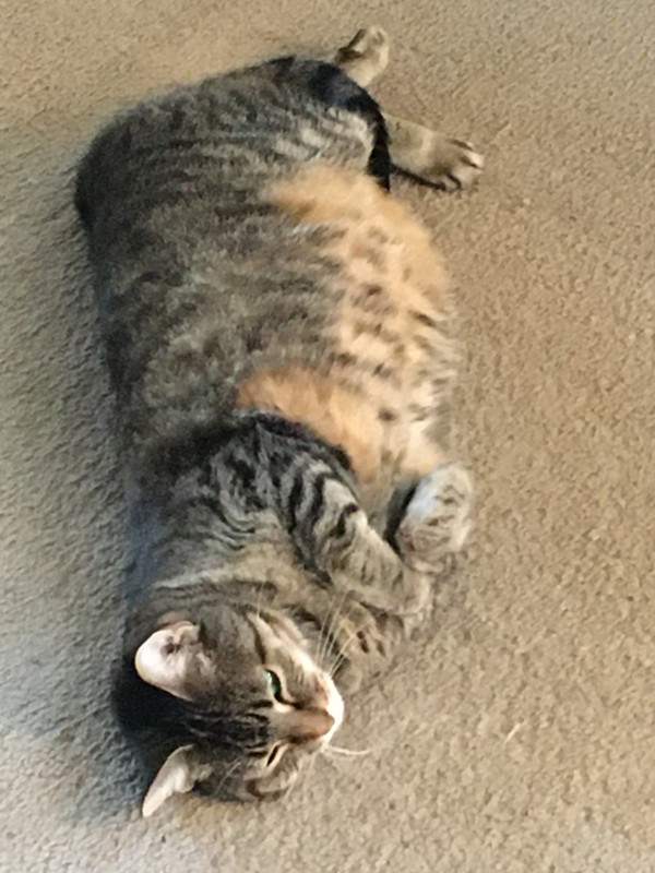 C36D8A44-F2E9-46FB-B1B0-9F6DAE9A47AE