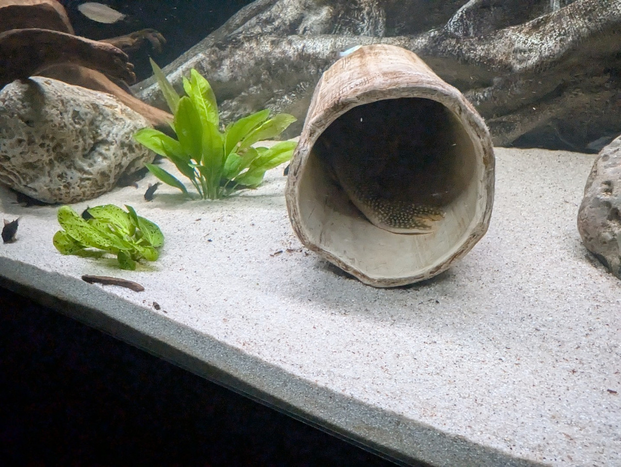 PXL 20251227 193907672 RAW 01 COVER