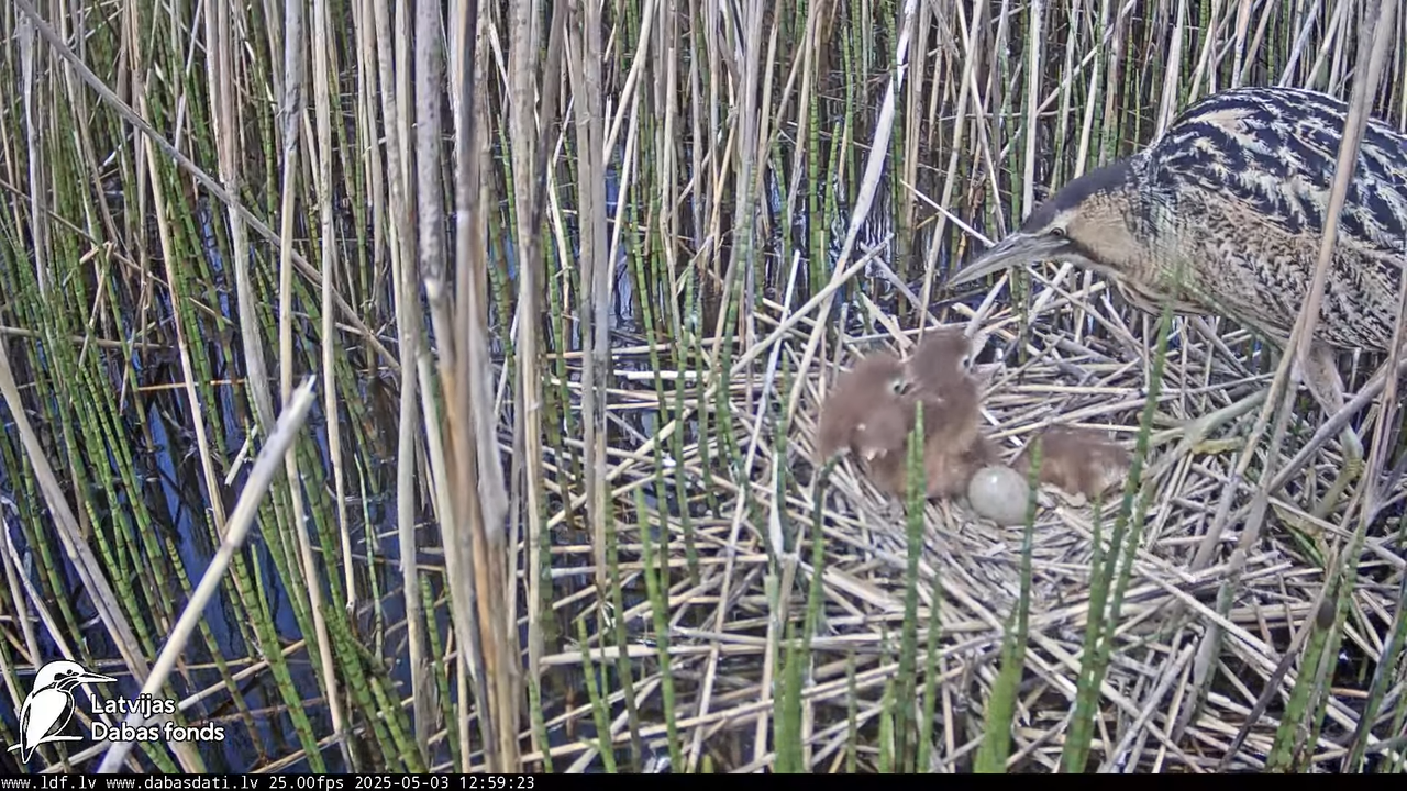 LDF Lielais dumpis (Botaurus stellaris) Zemītes pagastā 13-18-58 screenshot (1)