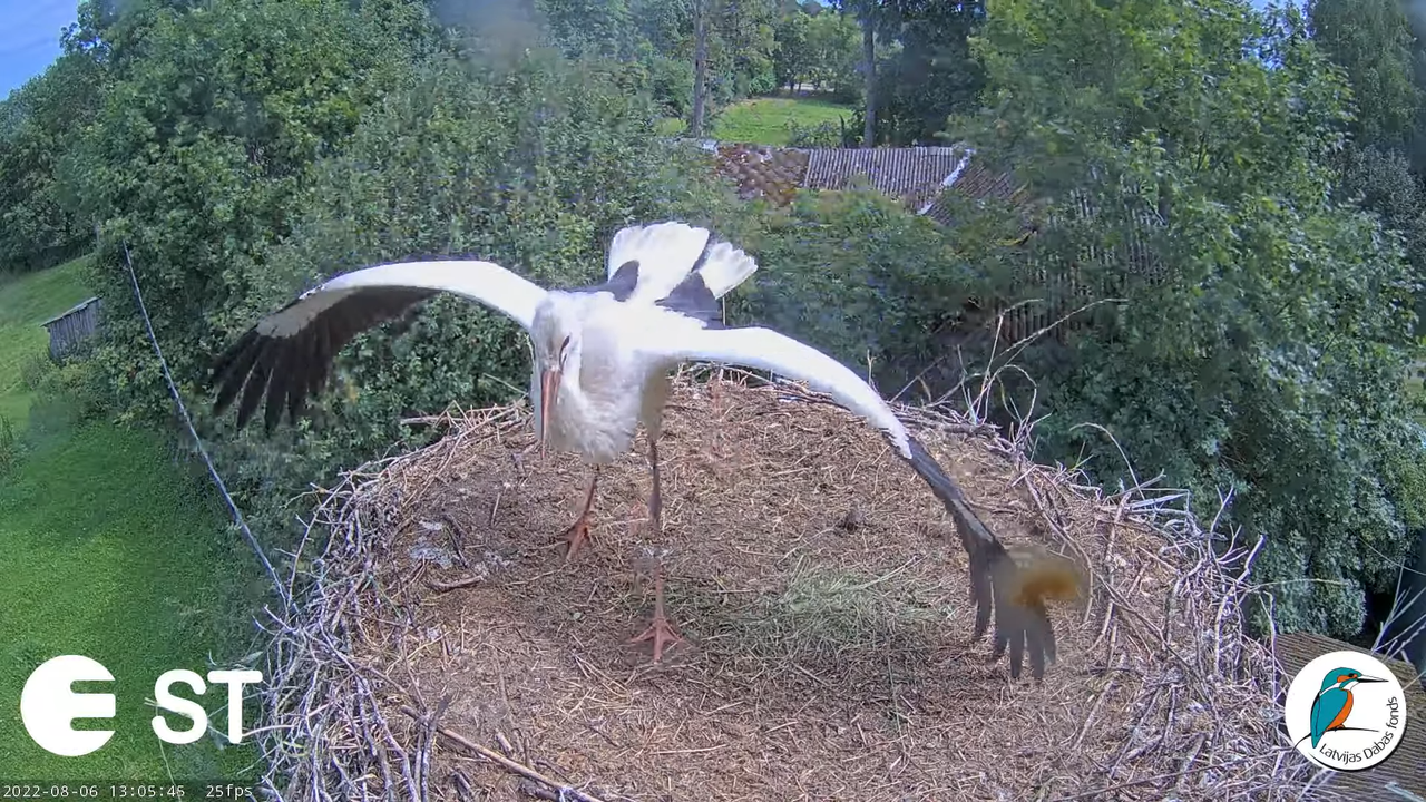 Baltie stārķi (Ciconia ciconia) Tukuma novadā - LDF tiešraide __ White storks in Tukums, Latvia 15-1