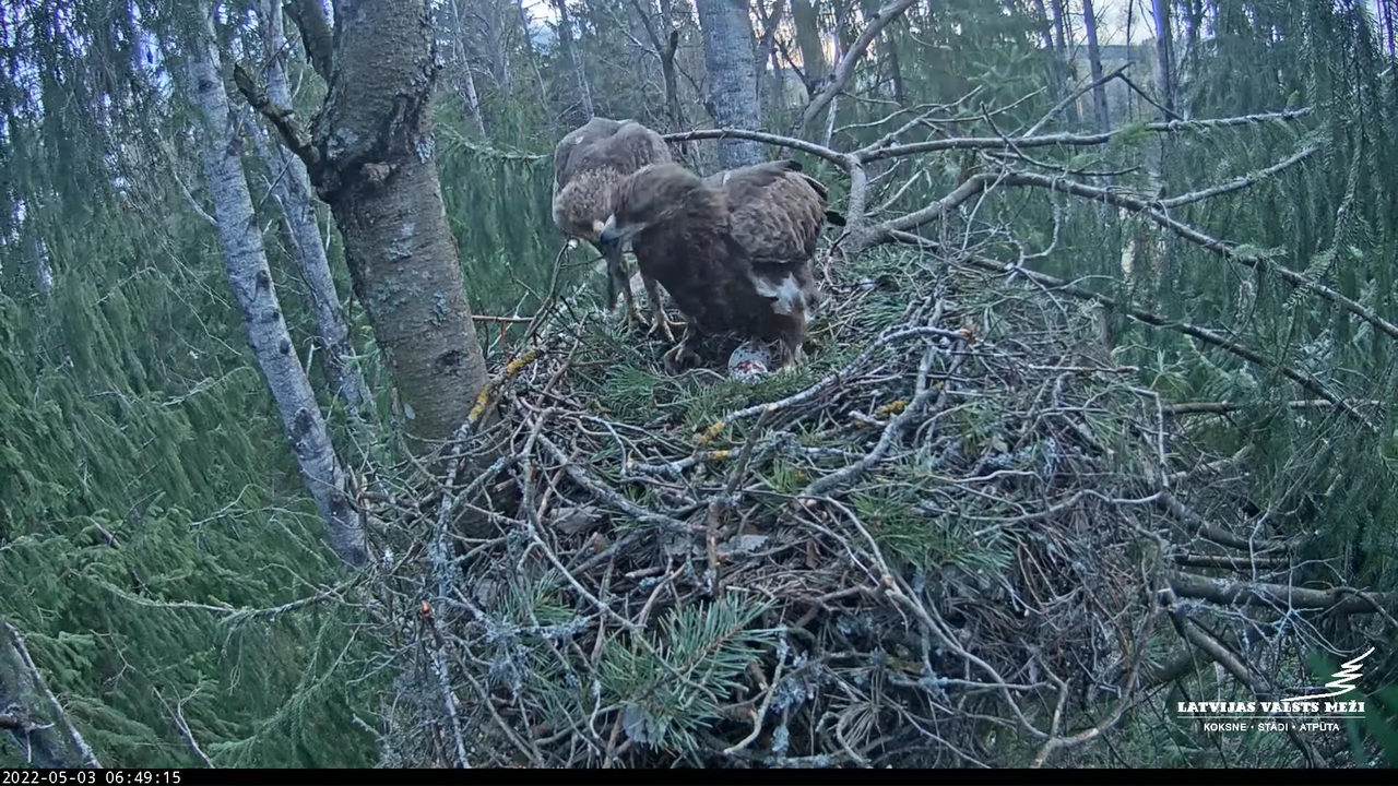 LVM mazais ērglis Lielā sala, egle – Lesser Spotted Eagle 13-33-46 screenshot