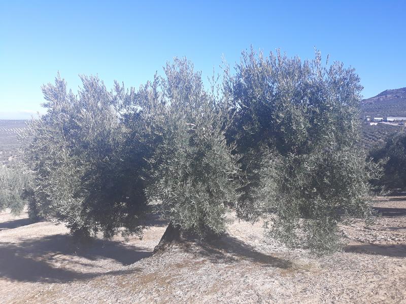 Análisis de suelo viter Campiña Sur (Jaén) 20190125-124840