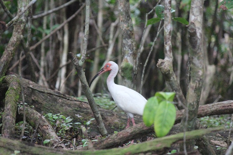 DE TORTUGAS Y PEREZOSOS. COSTA RICA 2019 - Blogs de Costa Rica - DIA 14: PARQUE DE MANUEL ANTONIO (54)