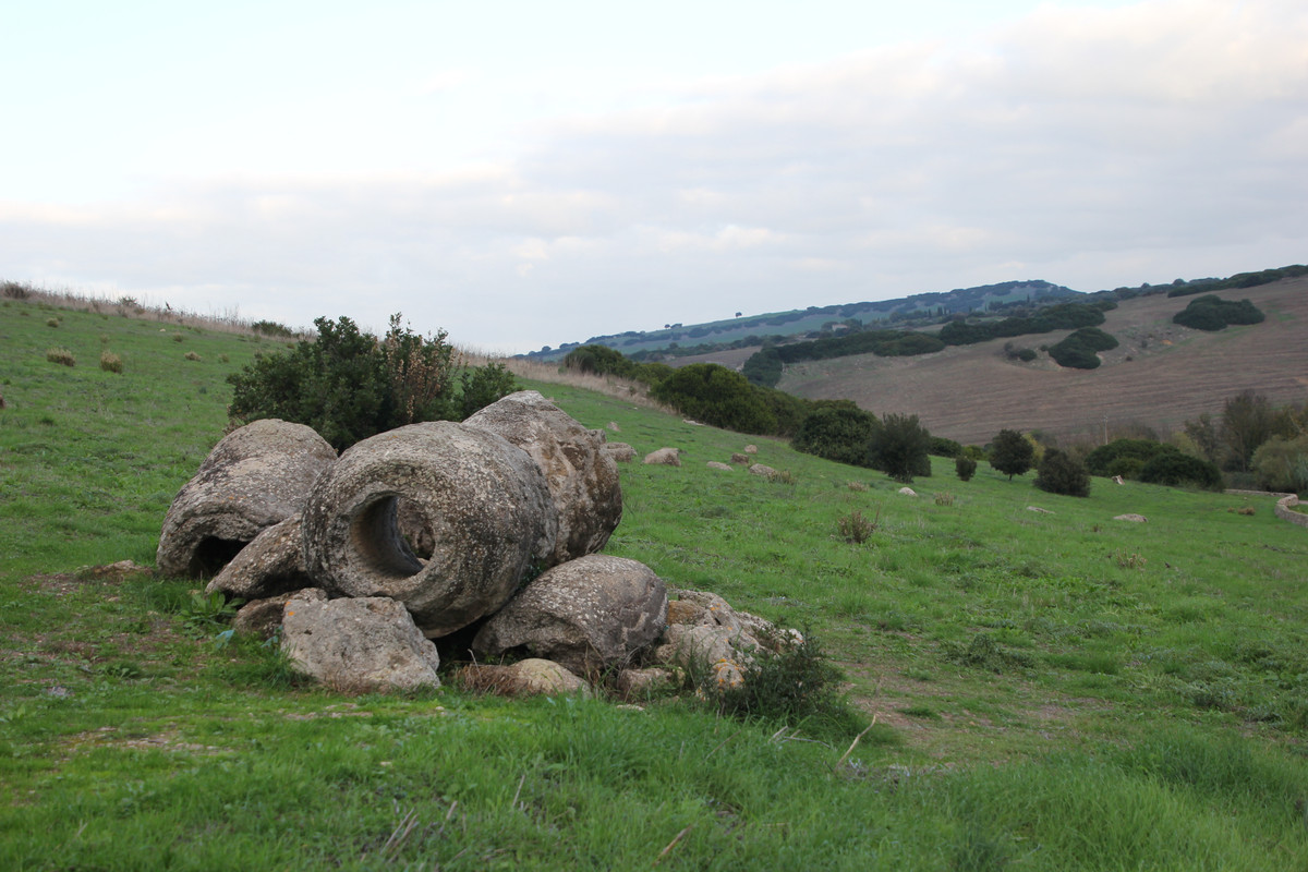 Martis,_foresta_fossile_di_Carrucana_(06)