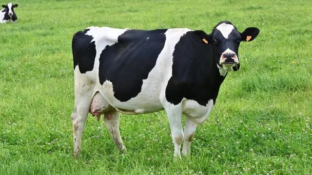 cows france