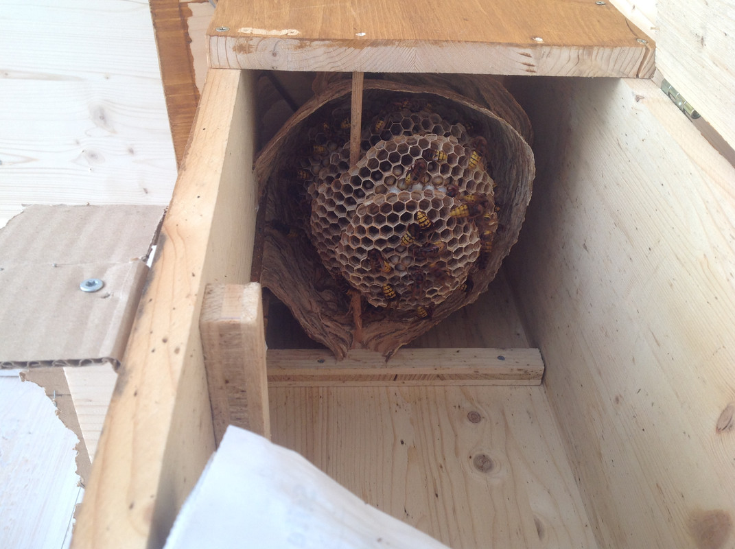 Vespa crabro germana 26. Juli 2015 (1)