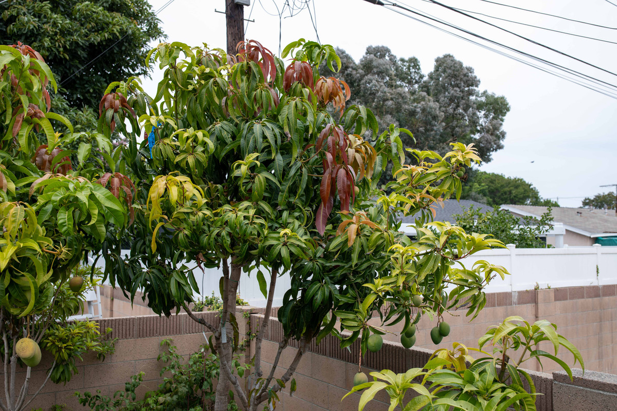 8U1A6260  Manila Mango Seedling Trees #2, Top Half (9-22-2023)