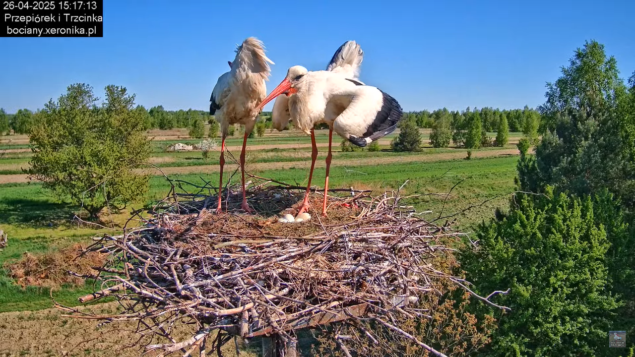 26042025bociany10