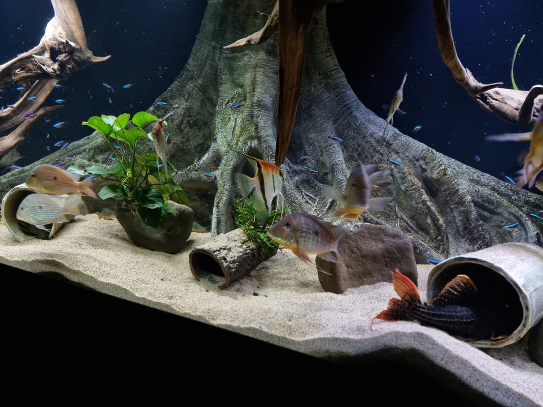 20221106_201937 (Groot)