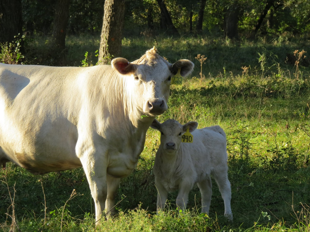 940 Heifer (3 weeks)