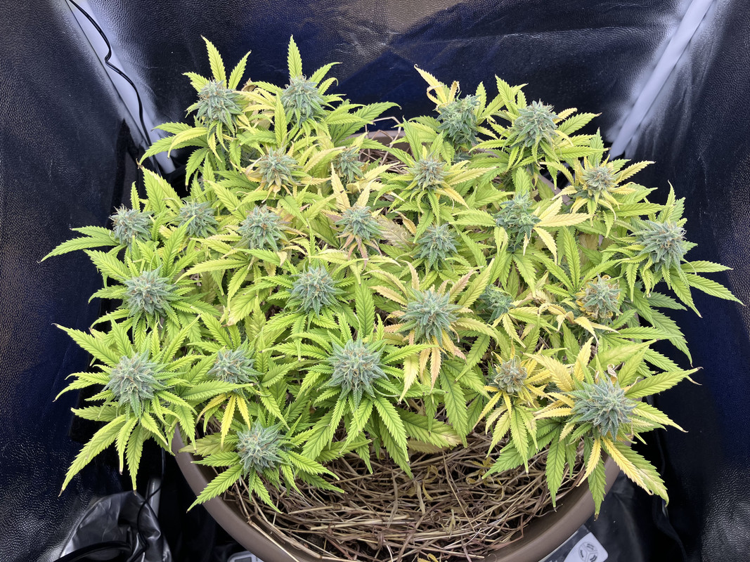 IMG_1021(Febrero 14 2023)