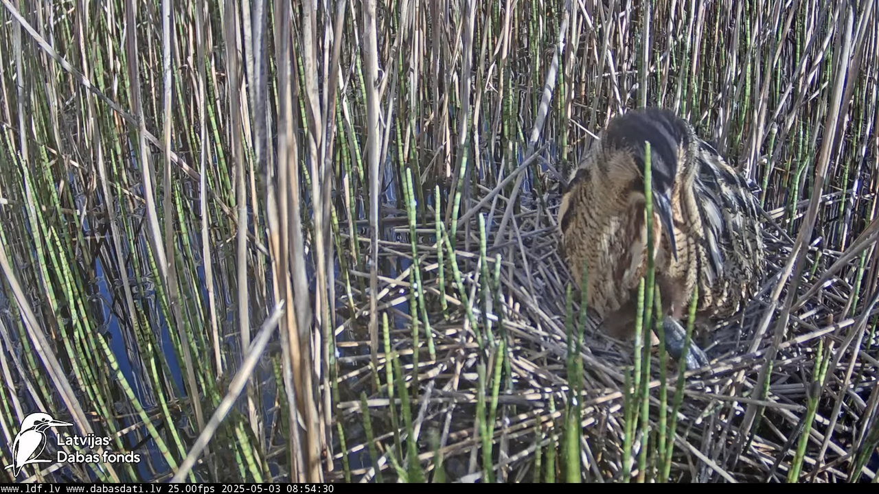 LDF Lielais dumpis (Botaurus stellaris) Zemītes pagastā 15-46-45 screenshot