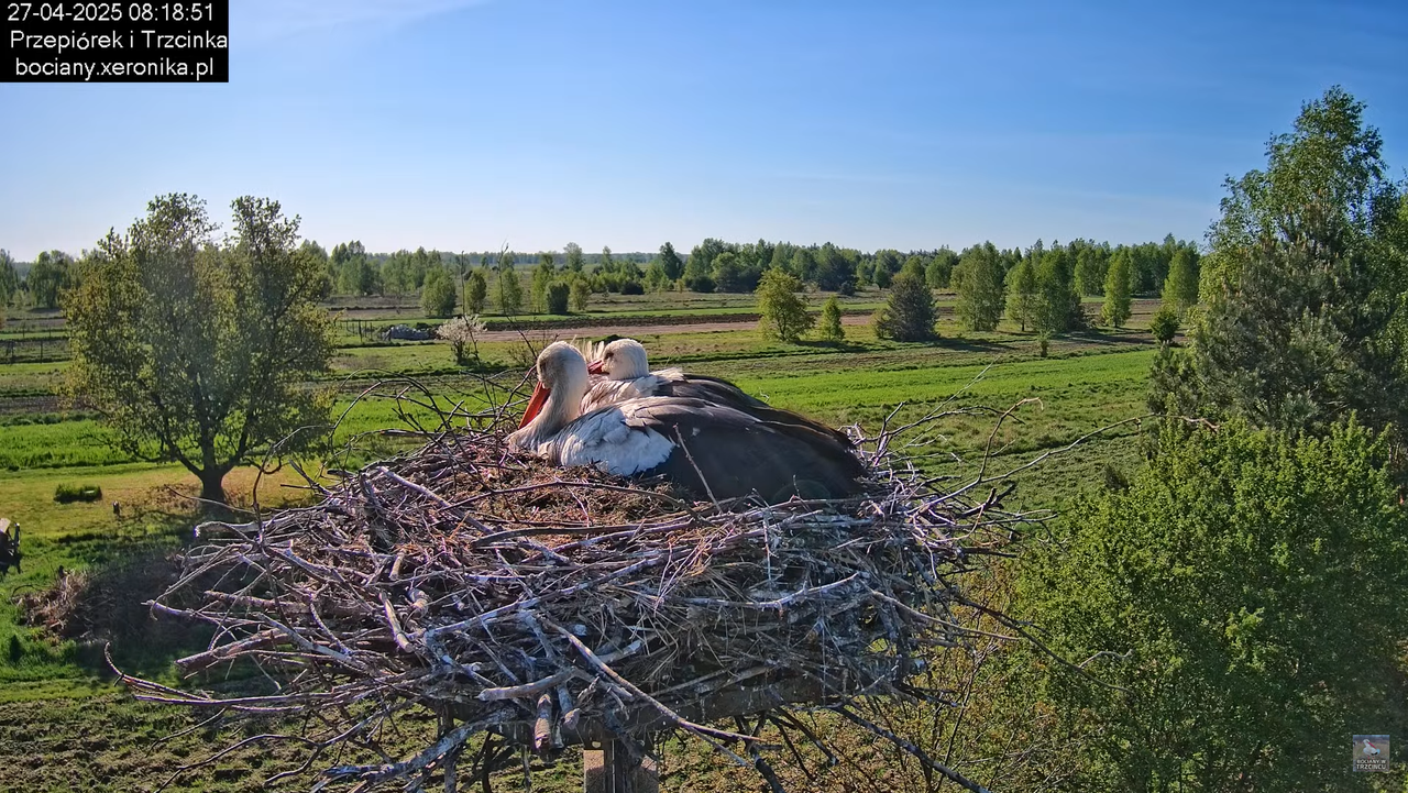 27042025bociany3