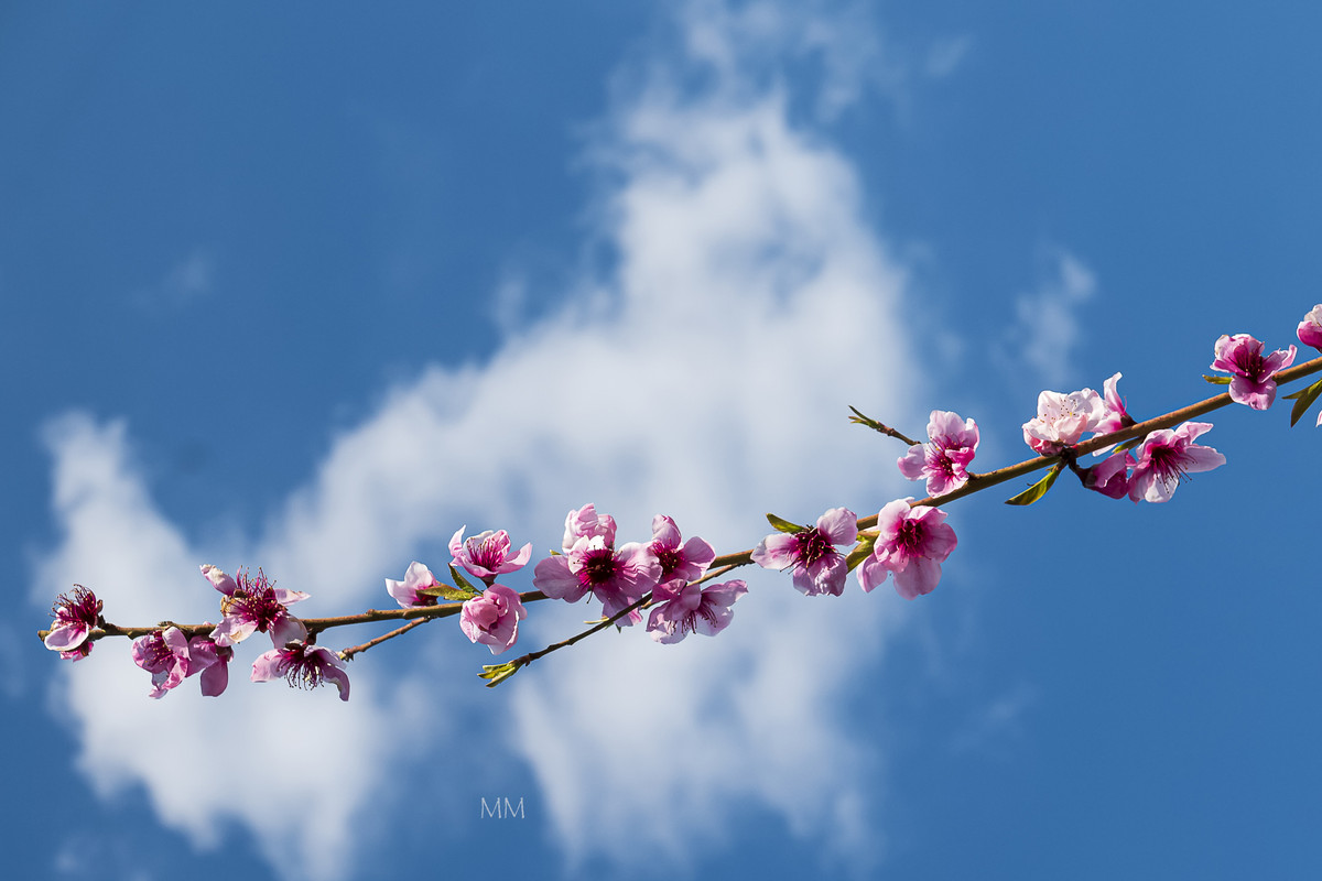 [Image: Blossom-7mm.jpg]