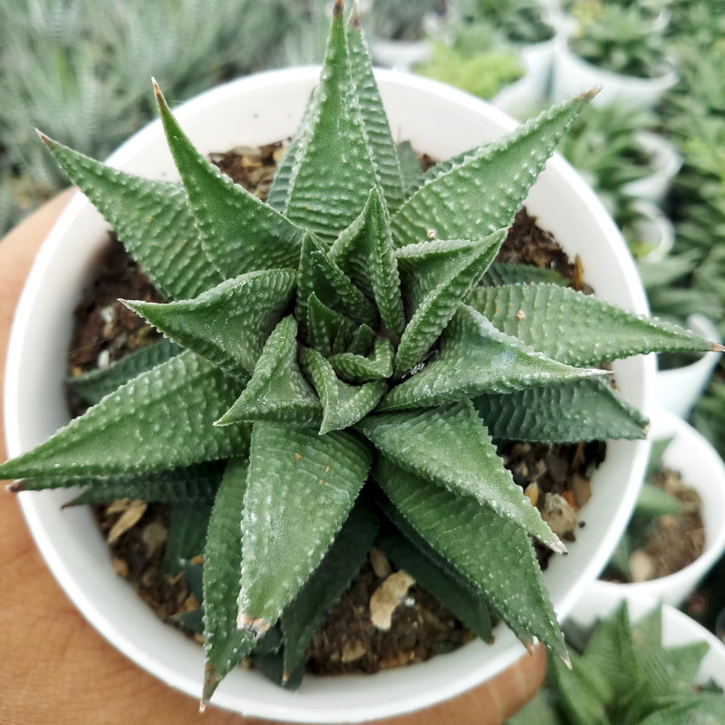 J4LC5nvn WT5O95M5JB 2025 10 09 5 (1)