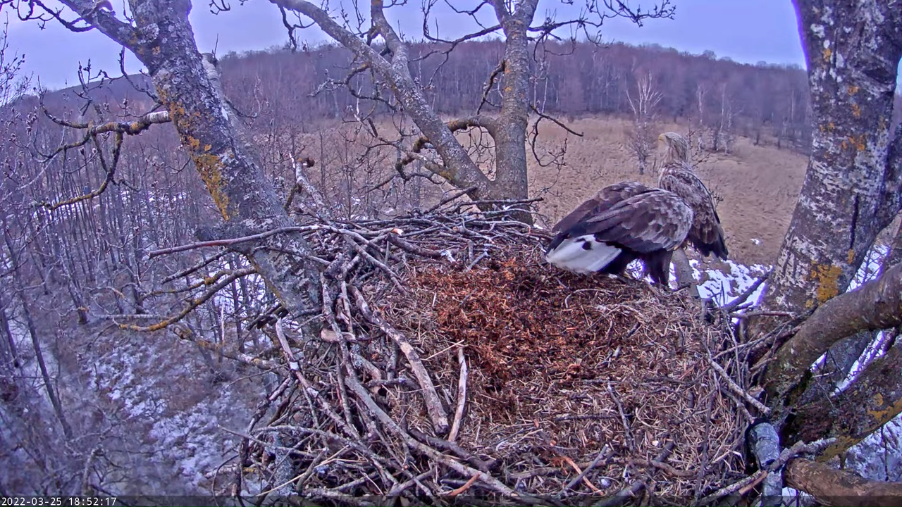 Merikotkas__Haliaeëtus albicilla 13-49-47 screenshot