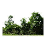 IMG-4276.png