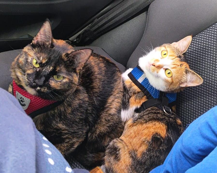 Whats-App-Image-2026-01-20-at-09-58-51.j