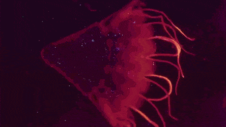 GIFs-1