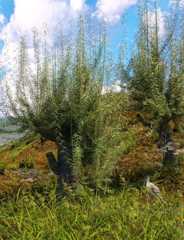 Old Man Willow - White Willow Trees for Daz Studio and Iray Old Man Willow - White Willow Trees for Daz Studio and Iray