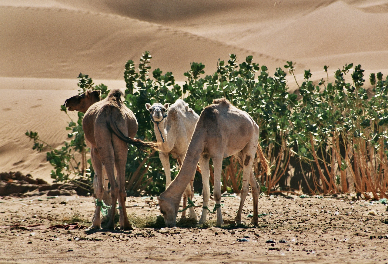 El Erg de Chegaga y el Lago Iriki - El Valle del Drâa, la gran arteria del sur de Marruecos (10)