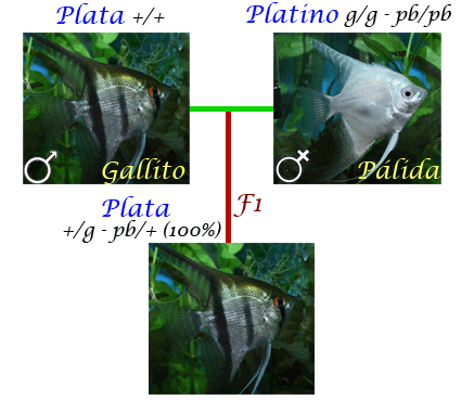 gallito-palida-1.gif